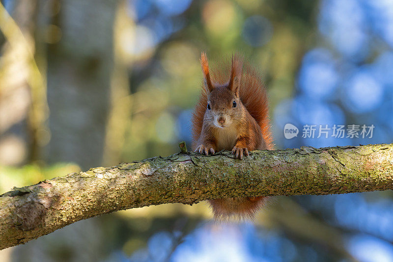 美丽的欧亚红松鼠(Sciurus vulgaris)